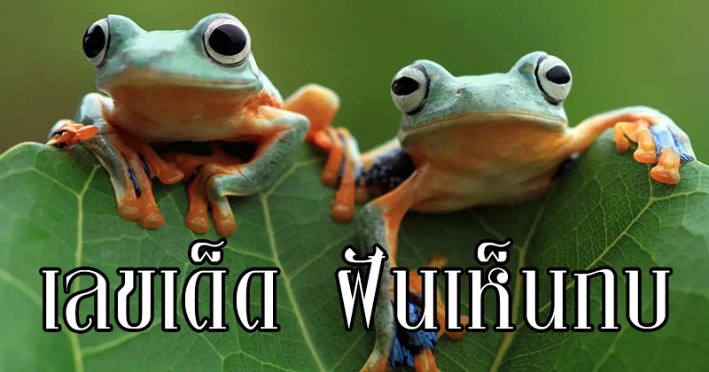 ฝันเห็นกบตัวใหญ่ เลขเด็ด -"Dreaming of seeing a big frog, lucky numbers"