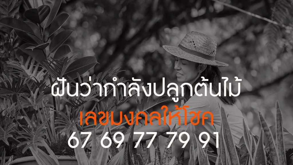 ฝันว่าปลูกต้นไม้ต้นใหญ่-"Dreaming of seeing a big tree, lucky number"