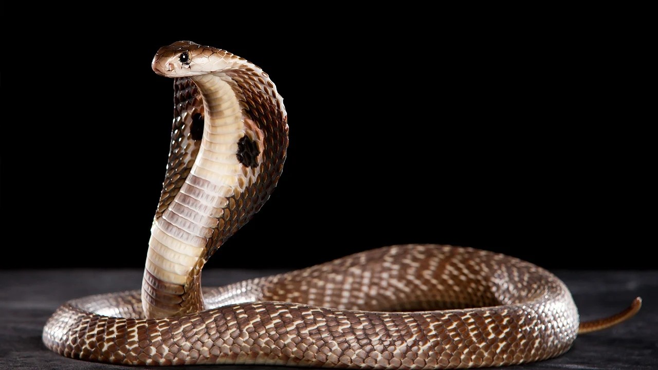 ฝันเห็นงูใหญ่สีดํา-"Dreaming of seeing a black snake, lucky numbers"