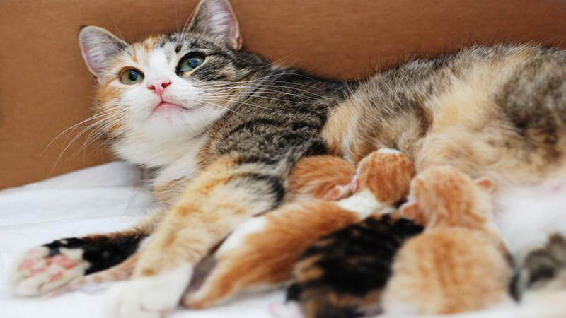 ฝันเห็นแมวคลอดลูกหลายตัวเลขเด็ด - "Dreaming of seeing a cat give birth to many kittens, lucky numbers."