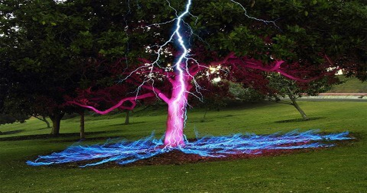 ฝันว่าปลูกต้นไม้ในกระถาง-"ream of seeing lightning strike a tree"