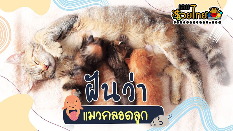 ฝันเห็นแมวคลอดลูก เลขเด็ด -"Dreaming of a cat giving birth, lucky number"