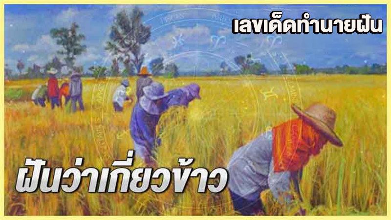 ฝันได้เกี่ยวข้าวเลขเด็ด-"Dreamed of harvesting rice, lucky numbers"