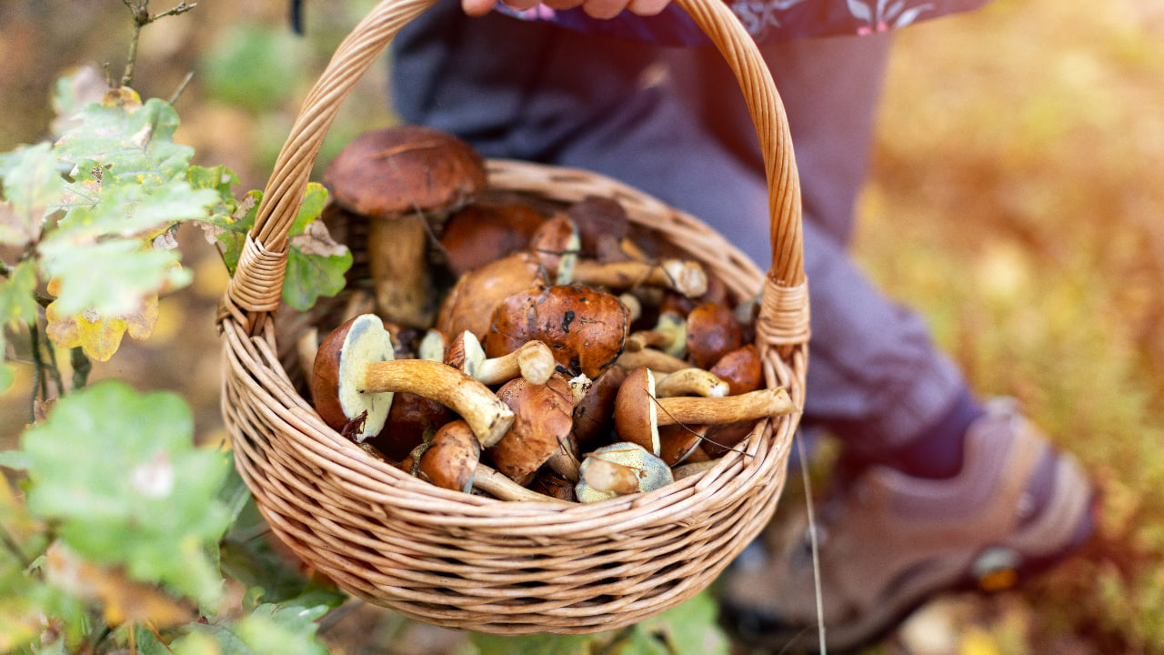ฝันว่าได้เก็บเห็ดปลวก เลขเด็ด-"Dreamed of picking mushrooms and termites. Lucky number."