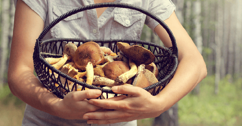 ฝันว่าได้เก็บเห็ด-"Dreamed of picking mushrooms"