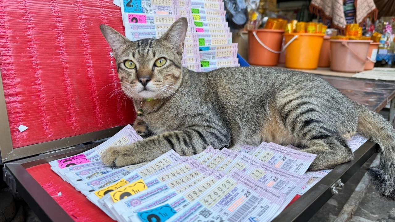 ฝันเห็นแมว 1 ตัว เลขเด็ด-''Dreaming of seeing a cat lucky numbers''
