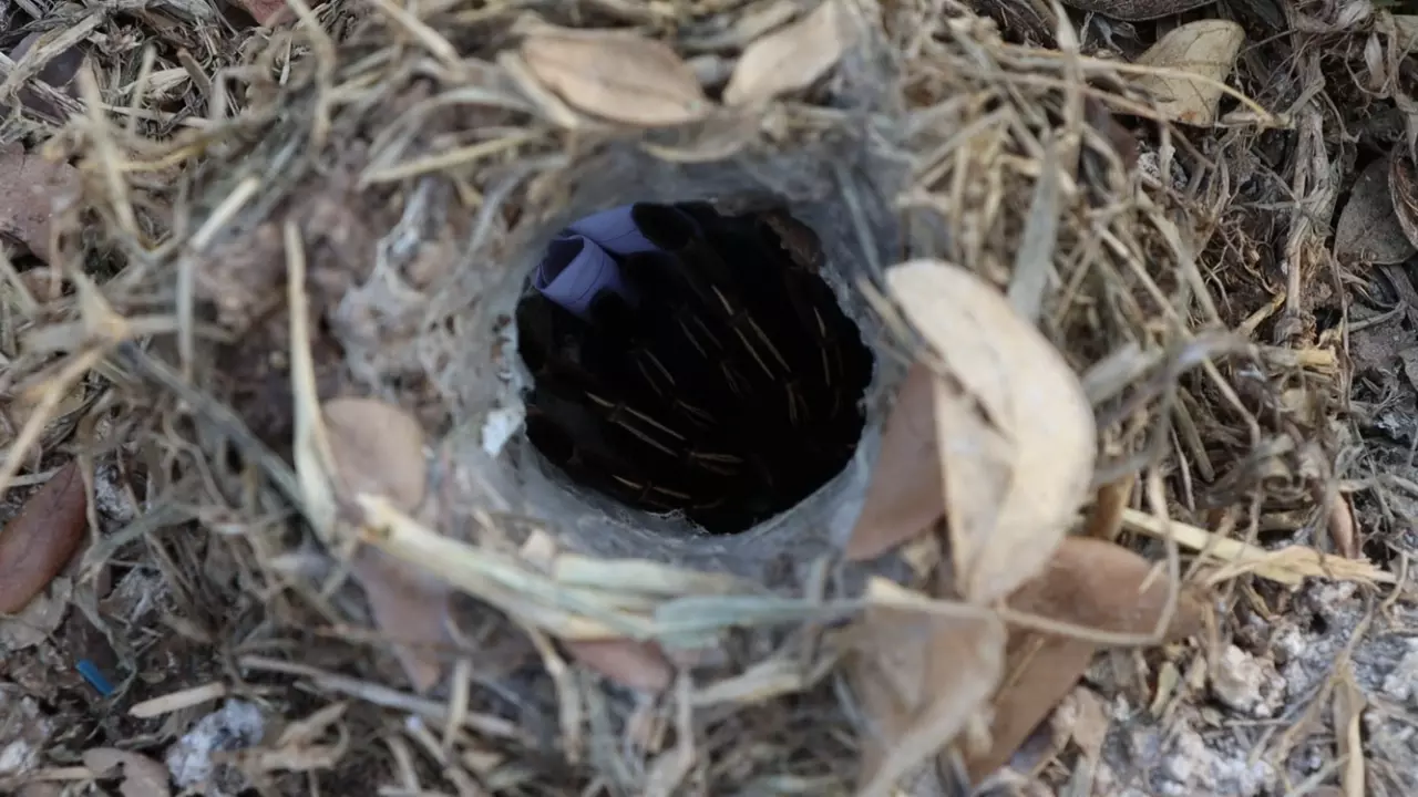 ขอโชค พญาบึ้ง-"I wish for luck, Phaya Boon"