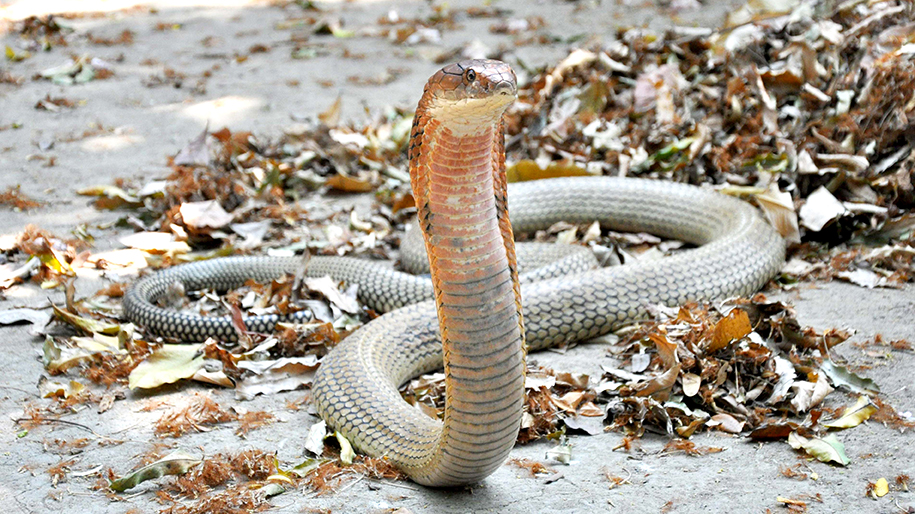 งูเข้าบ้านเลขเด็ด - "Snake enters house with lucky number"