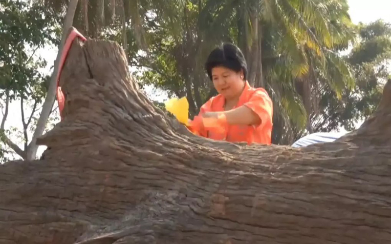 แห่ขอโชคต้นตะเคียน-"Procession to ask for luck at the Takhian tree"
