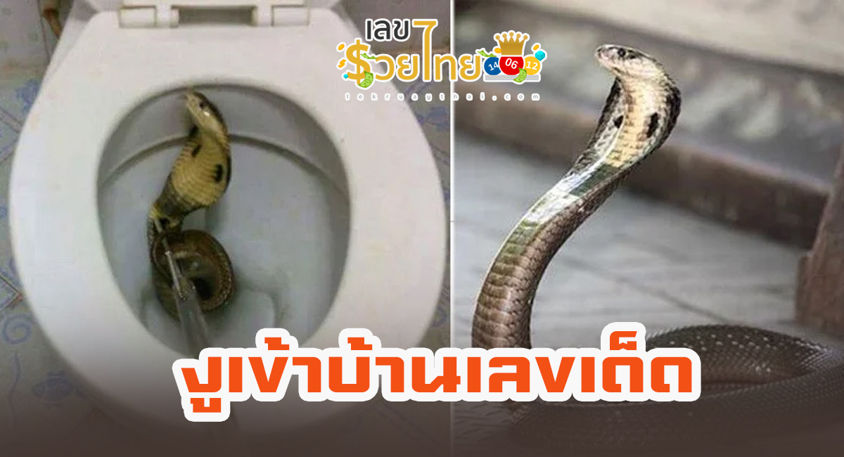 งูเข้าบ้านเลขเด็ด เห็นงูอยู่ในบ้าน หมายความว่าอย่างไร ทำนายฝันว่าอะไร พร้อมเลขเด็ด