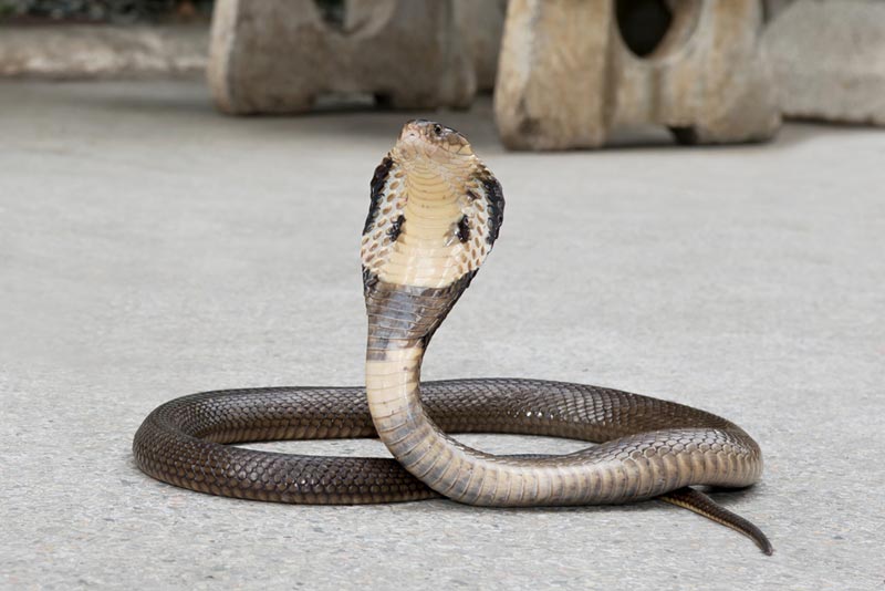 งูเข้าบ้านเลขเด็ด - "Snake enters house with lucky number"