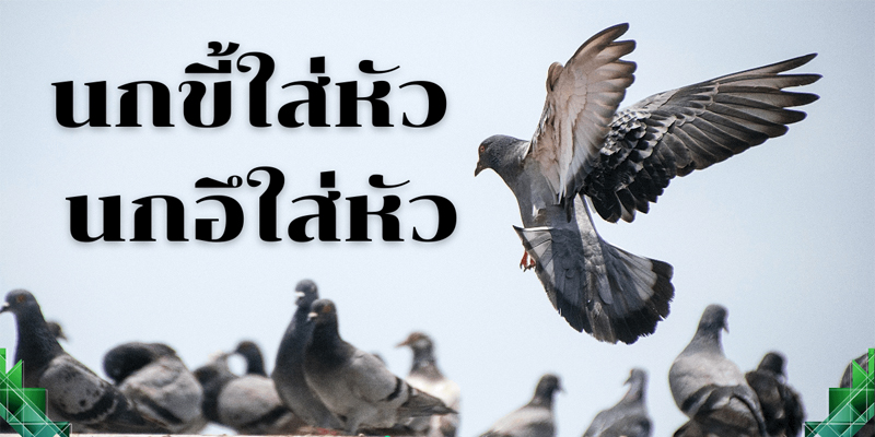 นกเกาะหัว ทํา นาย-"A bird perches on its head and makes a fortune."
