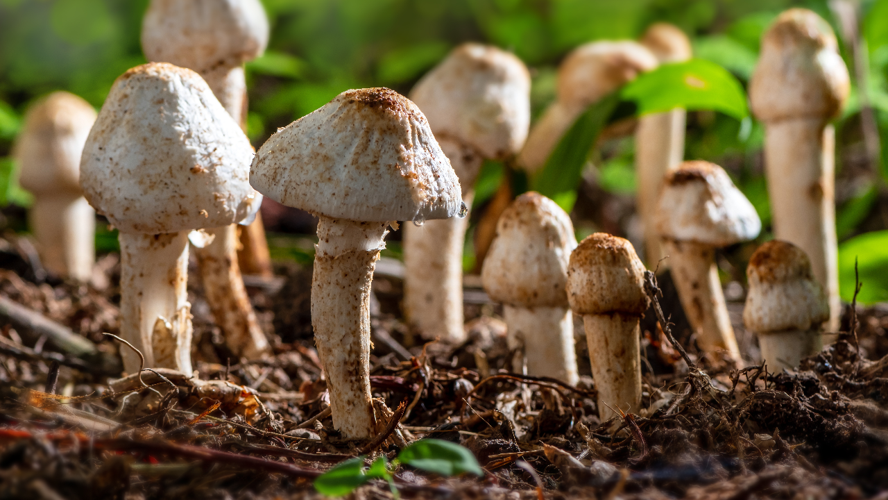 ฝันเก็บเห็ดเลขเด็ด-"Dream of picking mushrooms, lucky numbers"