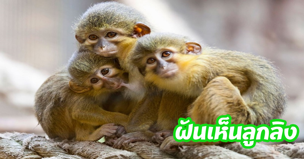 ฝันเห็นลูกลิง-"Dream of seeing a baby monkey"