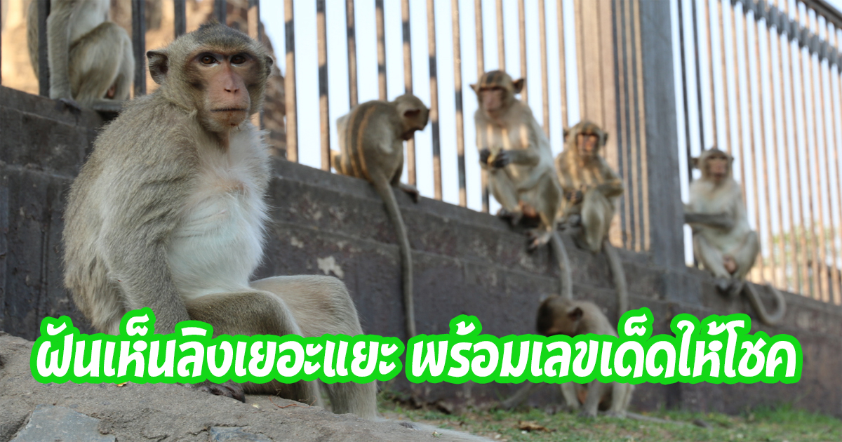 ฝันเห็นลิงเยอะแยะ-"Dream of seeing a lot of monkeys"
