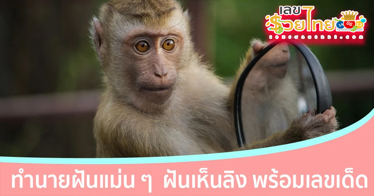 ฝันเห็นลิง ฝันเห็นลิงเยอะแยะ ทำนายฝันหมายถึงอะไร เลขโชคลาภเลขอะไร