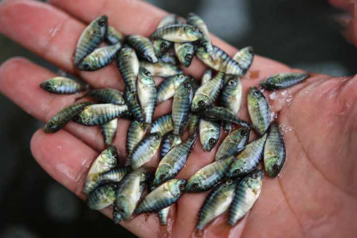 ฝันเห็นปลา-"Dream of seeing lucky fish"