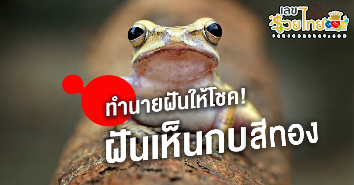 ฝันเห็นกบตัวใหญ่สีทอง ฝันเห็นกบ ฝันเห็นกบตัวใหญ่ ฝันเห็นกบหลายตัว ฝันว่าจับกบ ทำนายฝันว่าอะไร พร้อมเลขโชคลาภ