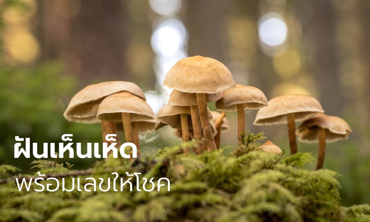 ฝันเห็นเห็ด-"Dream of seeing mushrooms"