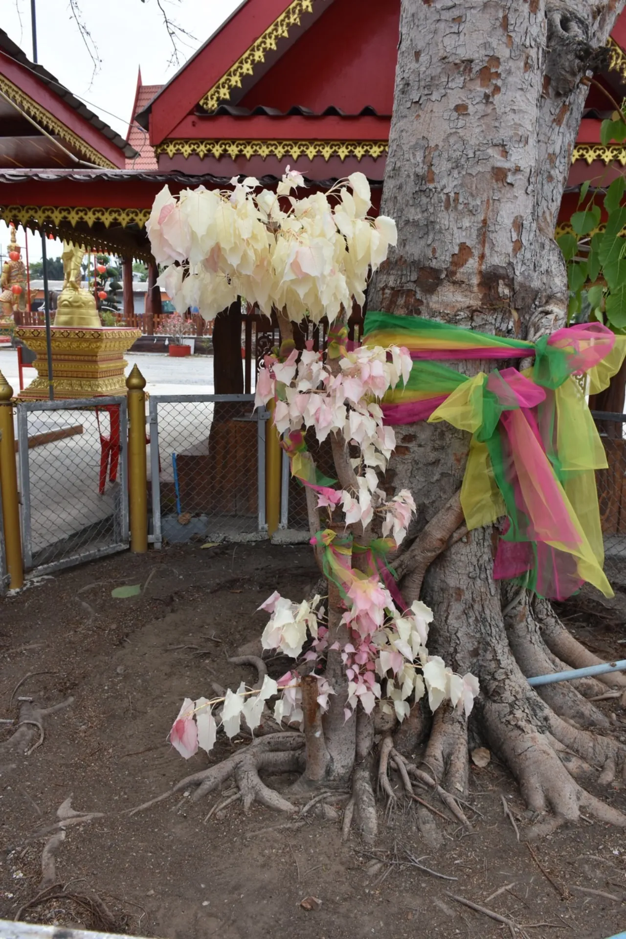 ขอโชคต้นโพธิ์ -"Wish for luck on the Bodhi tree"
