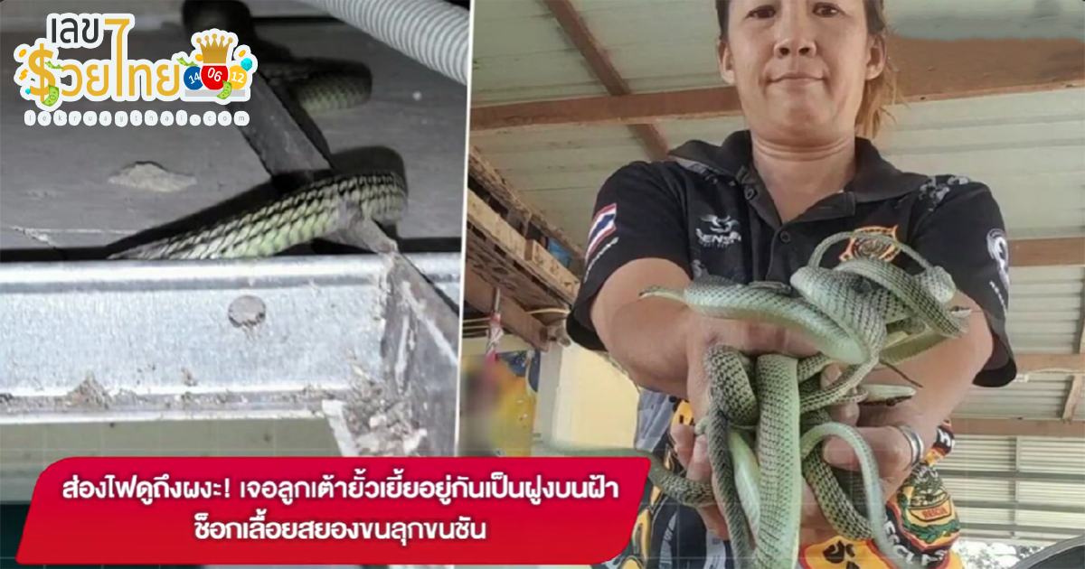 ฝูงลูกงูเขียว ส่องไฟดูถึงผงะ! เจอลูกเต้ายั้วเยี้ยอยู่กันเป็นฝูงบนฝ้า ช็อกเลื้อยสยองขนลุกขนชัน