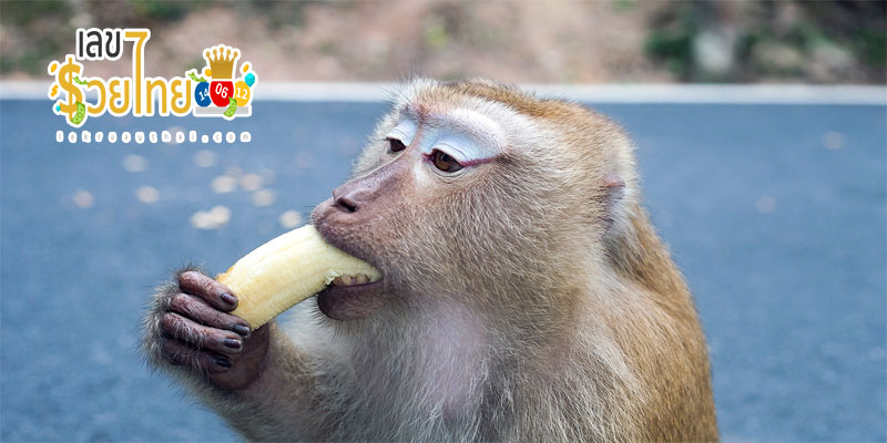ฝันเห็นลิงมาขออาหาร -"Dream of seeing a monkey, 1 lucky number"