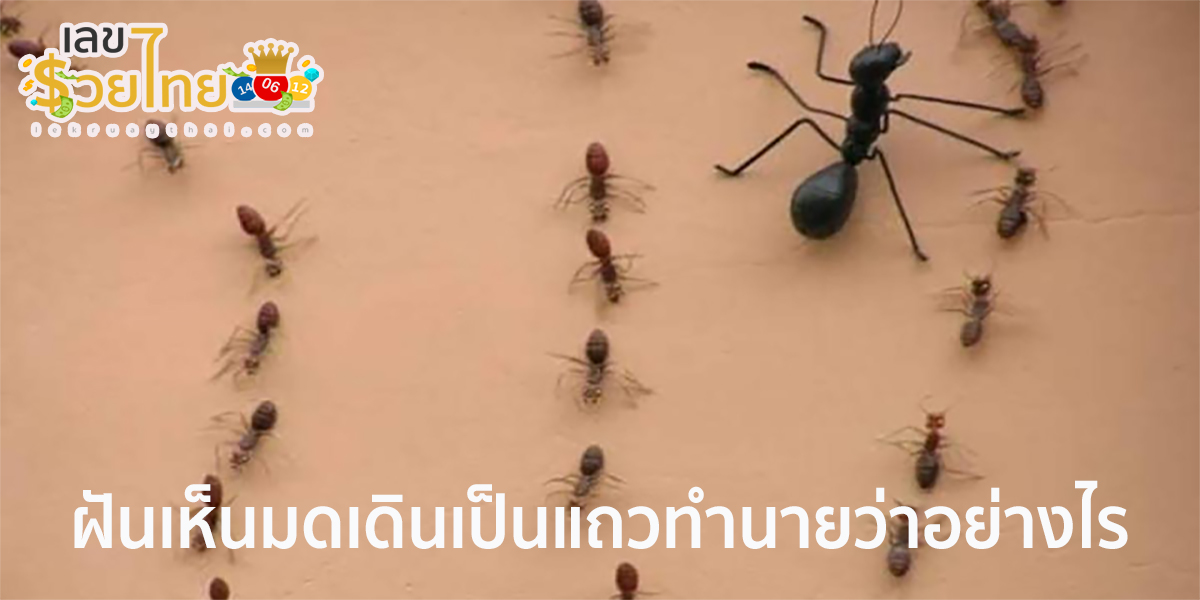ฝันเห็นมดเดินเป็นแถว ทำนายฝันว่าอย่างไร พร้อมตีเลขเด็ด ตามความฝัน ดูคำทำนาย แม่น ๆ ได้ที่นี่ lekruaythai