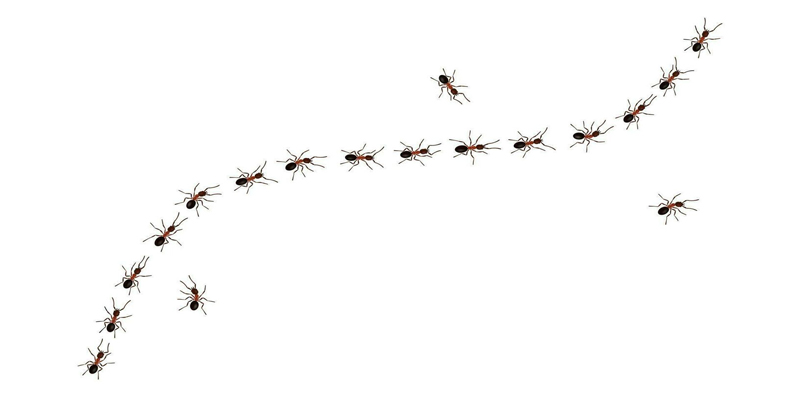 ฝันเห็นมดเดินเป็นแถว-"Dream of seeing ants walking in a row"