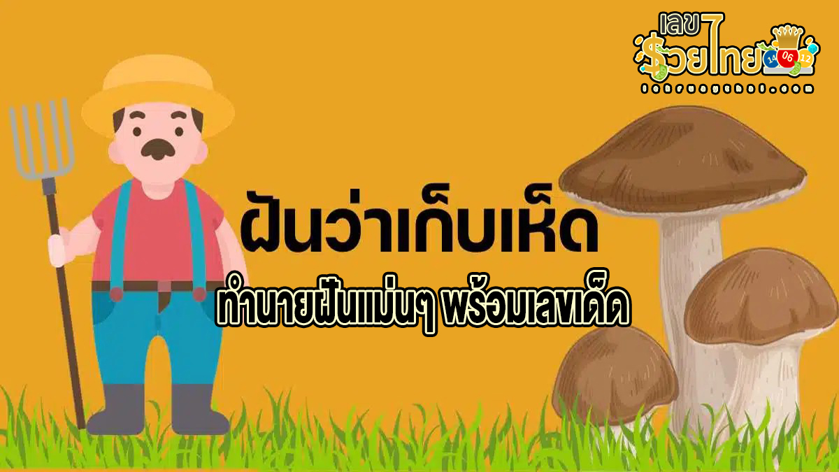 ฝันว่าได้เก็บเห็ดเยอะมาก มีคำทำนายฝันว่าอะไร พร้อมเลขให้โชค เลขเด็ดอะไร พร้อมบอกความหมาย