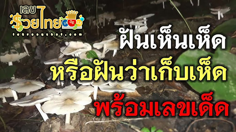 ฝันว่าได้เก็บเห็ดปลวก เลขเด็ด -"Dreamed of picking mushrooms and termites. Lucky number"