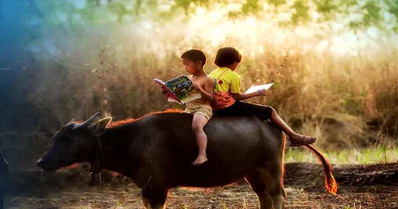 ฝันว่าได้ขี่ควาย เลขเด็ด-"Dreamed of riding a buffalo, lucky numbers"