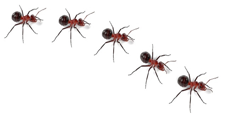 ฝันเห็น มดเดินเป็นแถวเยอะมาก-"Dreamed of seeing a lot of ants walking in a row"