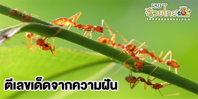 ฝันเห็นรังมดแดงเยอะมาก-"Dreamed of seeing a lot of red ant nests."