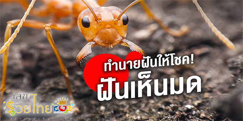 ฝันเห็นมดแดงเยอะมาก ๆ ๆ -"Dreamed of seeing a lot of red ants."