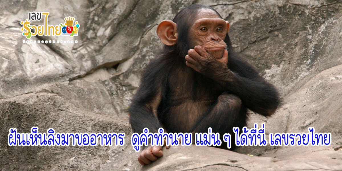 ฝันเห็นลิงมาขออาหาร ทำนายว่าอย่างไร? พร้อมตีเลขเด็ด ตามความฝัน ดูคำทำนาย แม่น ๆ ได้ที่นี่ เลขรวยไทย