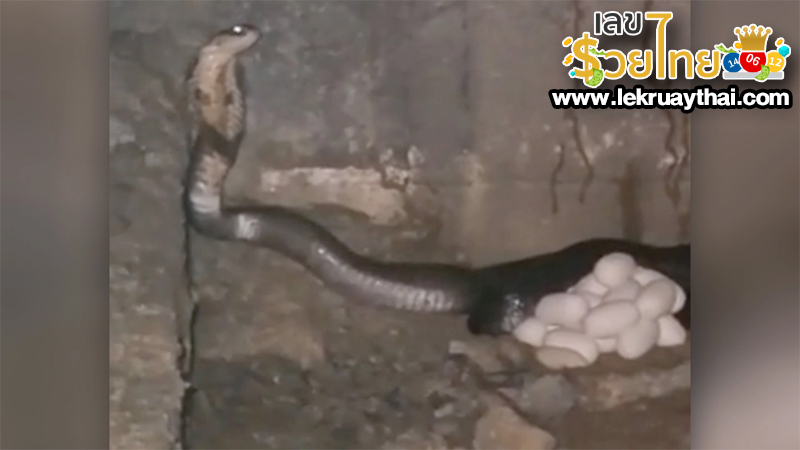 ฝันเห็นงูแผ่แม่เบี้ย1ตัว - "Dreamed of seeing a snake spreading its hood."