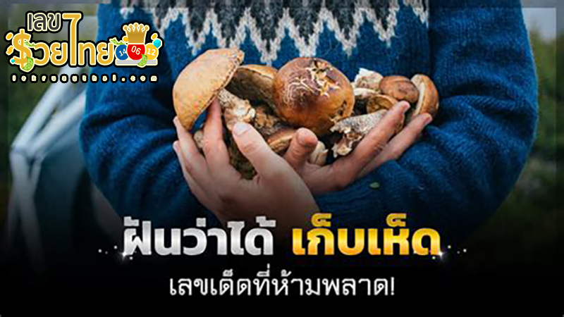 ฝันว่าได้เก็บเห็ดเยอะมาก -"Dreamed of picking a lot of mushrooms"