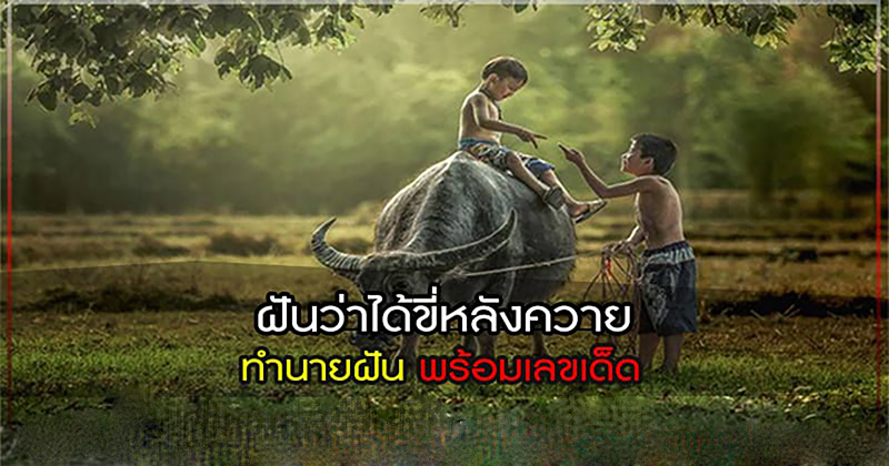 ฝันว่าได้นั่งบนหลังควาย-"Dreamed of sitting on the back of a buffalo"