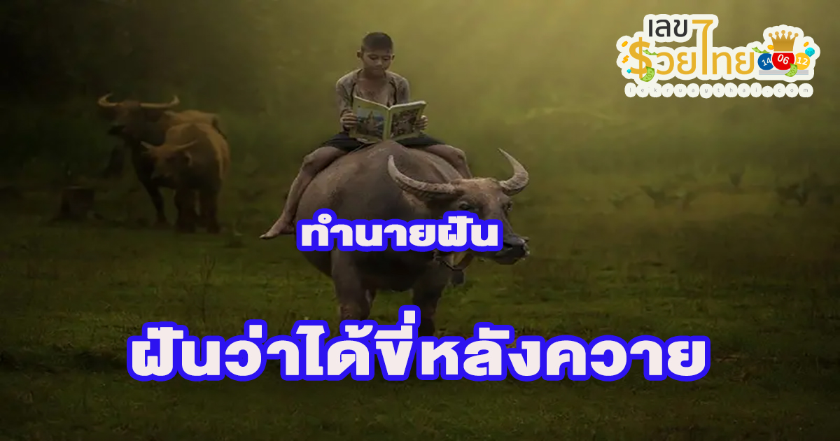 ฝันว่าได้นั่งบนหลังควาย ทำนายฝันหมายถึงอะไร เลขโชคลาภเลขอะไร