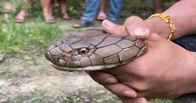 ฝันว่าจับงู เลขเด็ด-''Dreaming of catching a snake lucky numbers''