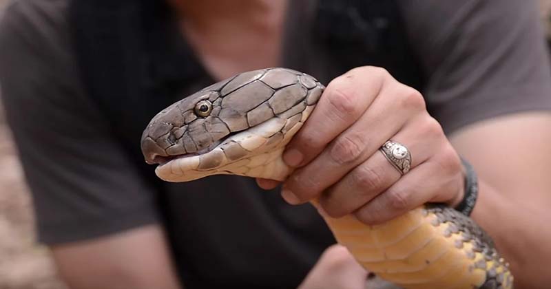 ฝันว่าจับงูด้วยมือเปล่า เลข-''Dreaming of catching a snake with bare hands Numbers''