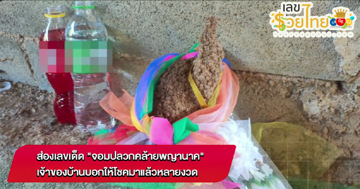 ส่องเลขจอมปลวก ส่องเลขเด็ด จอมปลวกคล้ายพญานาค เจ้าของบ้านบอก ให้โชคมาแล้วหลายงวด