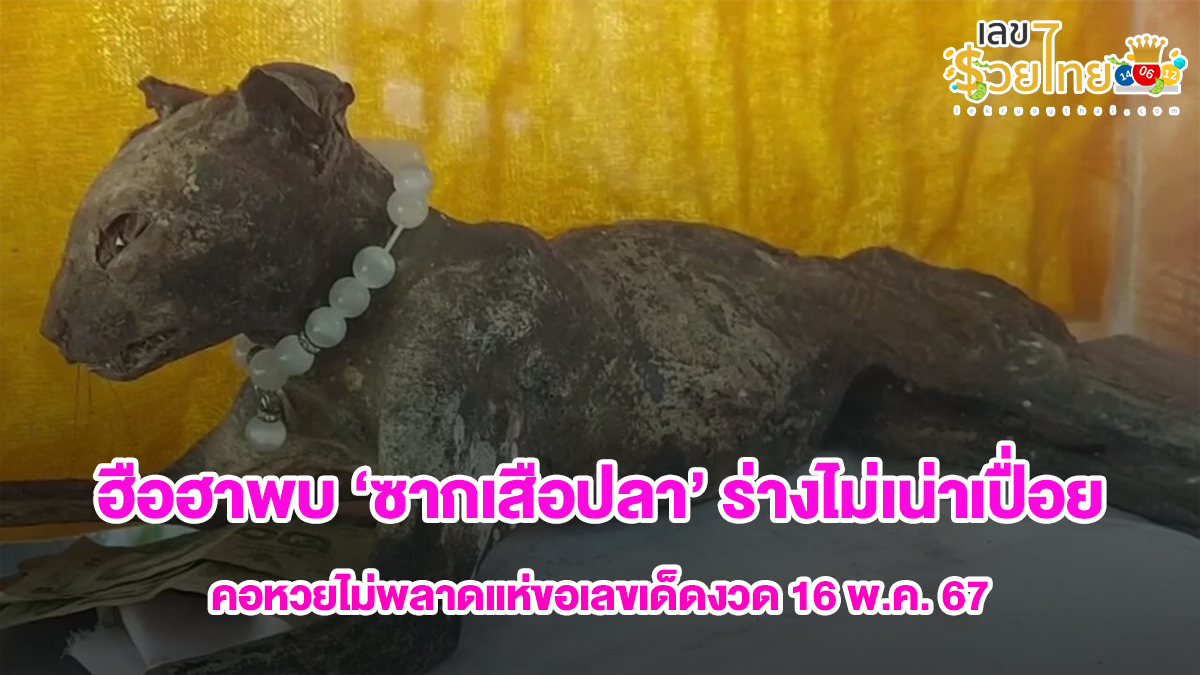 คอหวยสุดฮือฮา พบซากเสือปลาร่างไม่เน่าเปื่อย นักเสี่ยงโชคไม่พลาดแห่ขอเลขเด็ด ได้ 3 ตัวตรงๆ ลุ้นรวยงวด 16 พ.ค. 67