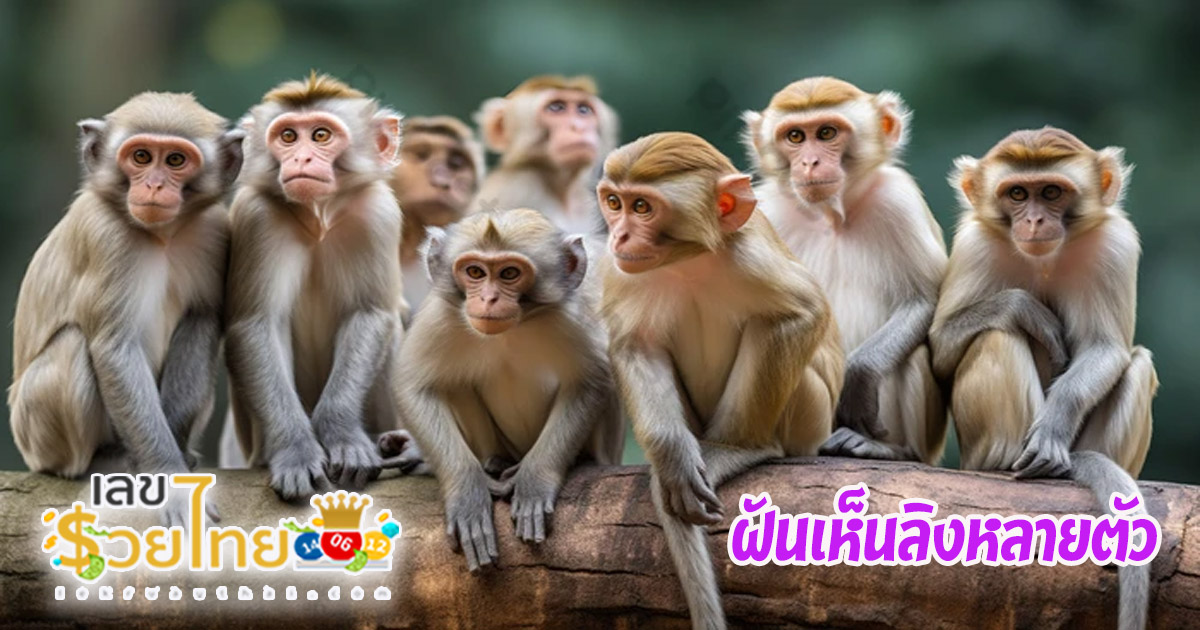 ฝันเห็นลิงหลายตัว-"Dream of seeing many monkeys"