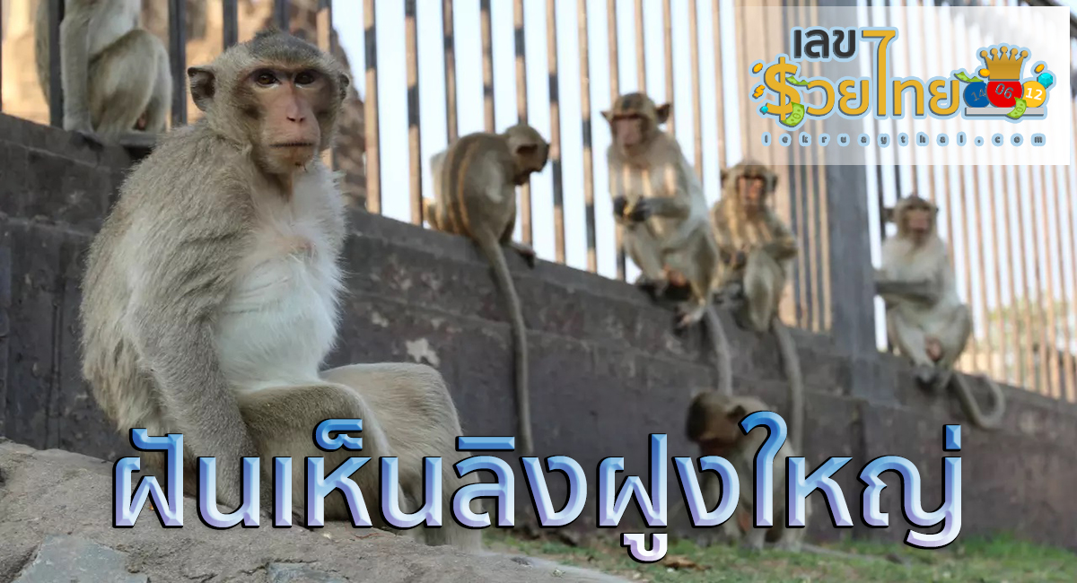 ฝันเห็นลิงฝูงใหญ่ ทำนายฝันว่าอย่างไร? พร้อมตีเลขเด็ด ตามความฝัน ดูคำทำนาย แม่น ๆ ได้ที่นี่ lekruaythai