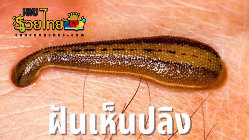 ฝันเห็นปลิงเกาะขา 1 ตัว-"Dream of seeing a leech clinging to your leg."