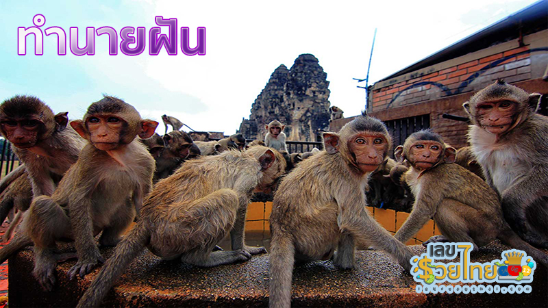 ฝันเห็นลิงฝูงใหญ่-"Dream of seeing a large group of monkeys"