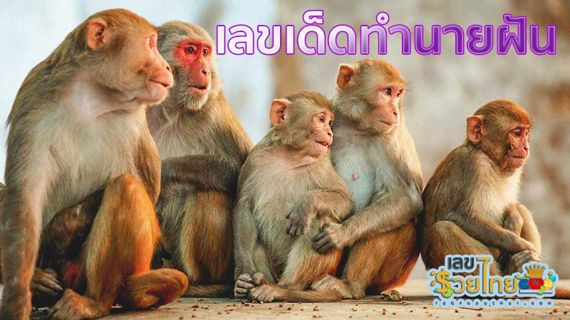 ฝันเห็นลิงมากอด-"Dream of seeing a monkey cuddling"