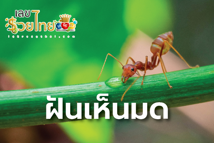 ฝันเห็นมดเยอะมาก-"Dreamed of seeing a lot of ants"