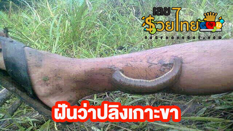 ฝันว่าปลิงเกาะขาแล้วดึงออก-"Dreamed that a leech clung to your leg and pulled it out."